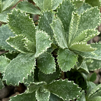Primula marginata 'Caerulea'